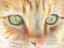 Pet portrait thumbnail
